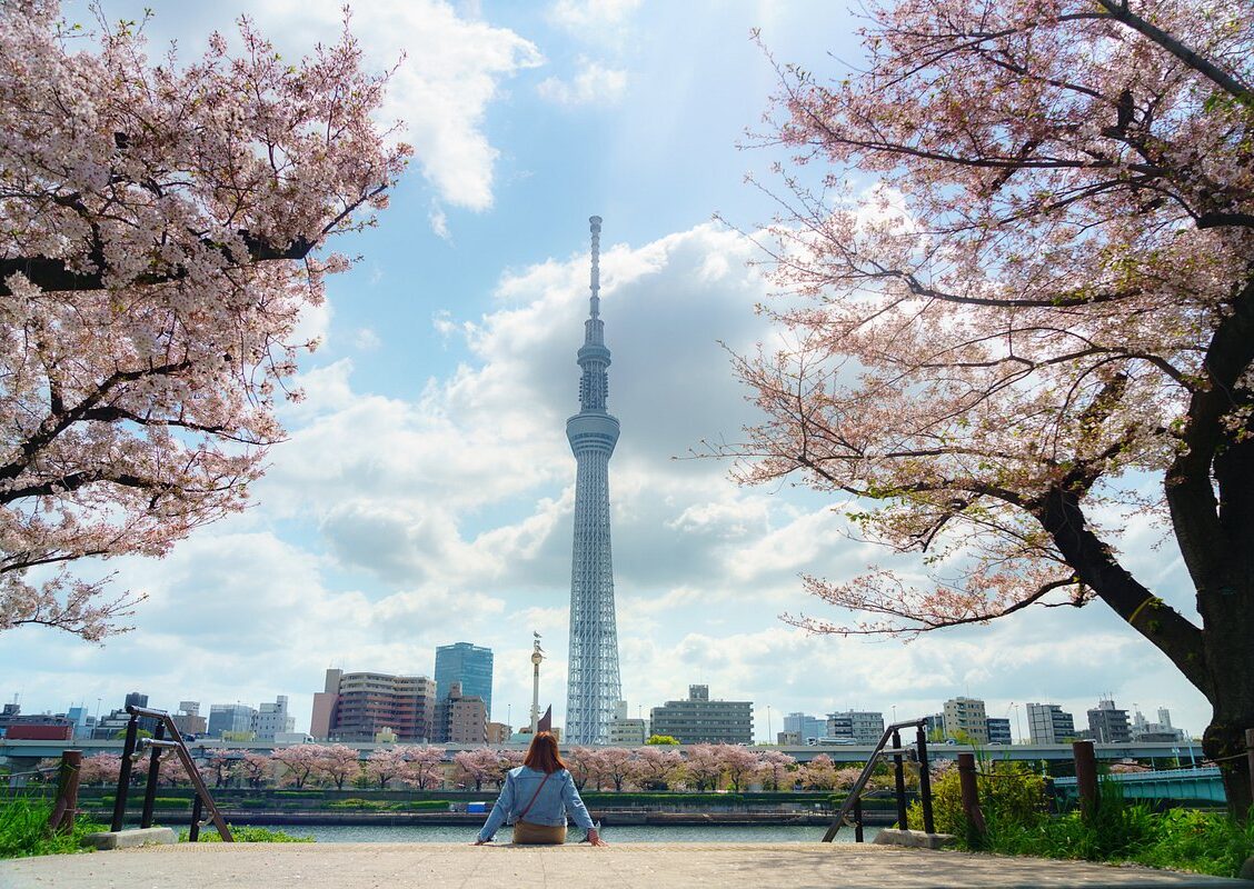 Cherry Blossoms & City Lights