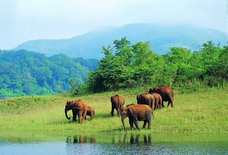 Hills and Wildlife