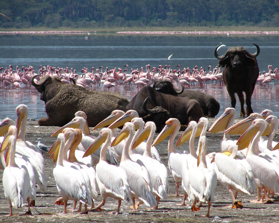 Kenya Wildlife Tour