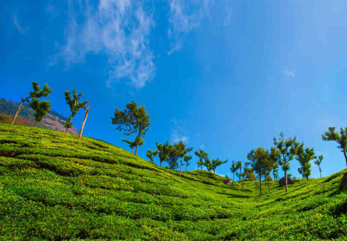 Ooty Kodai Nature Escape