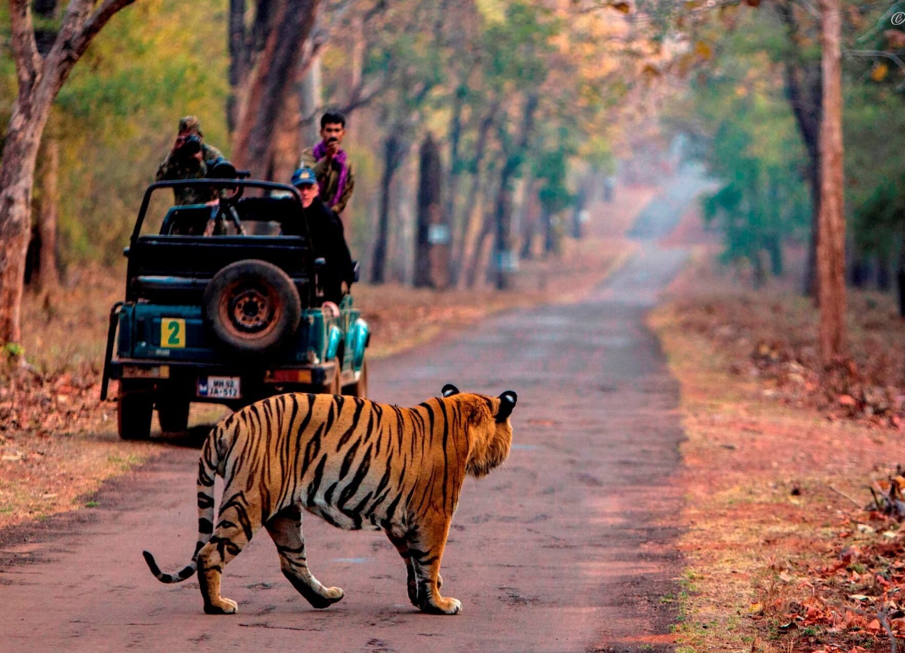 Roar of Maharashtra