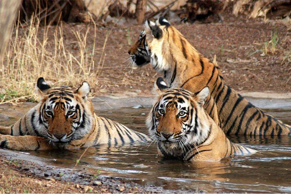 Wild Odisha