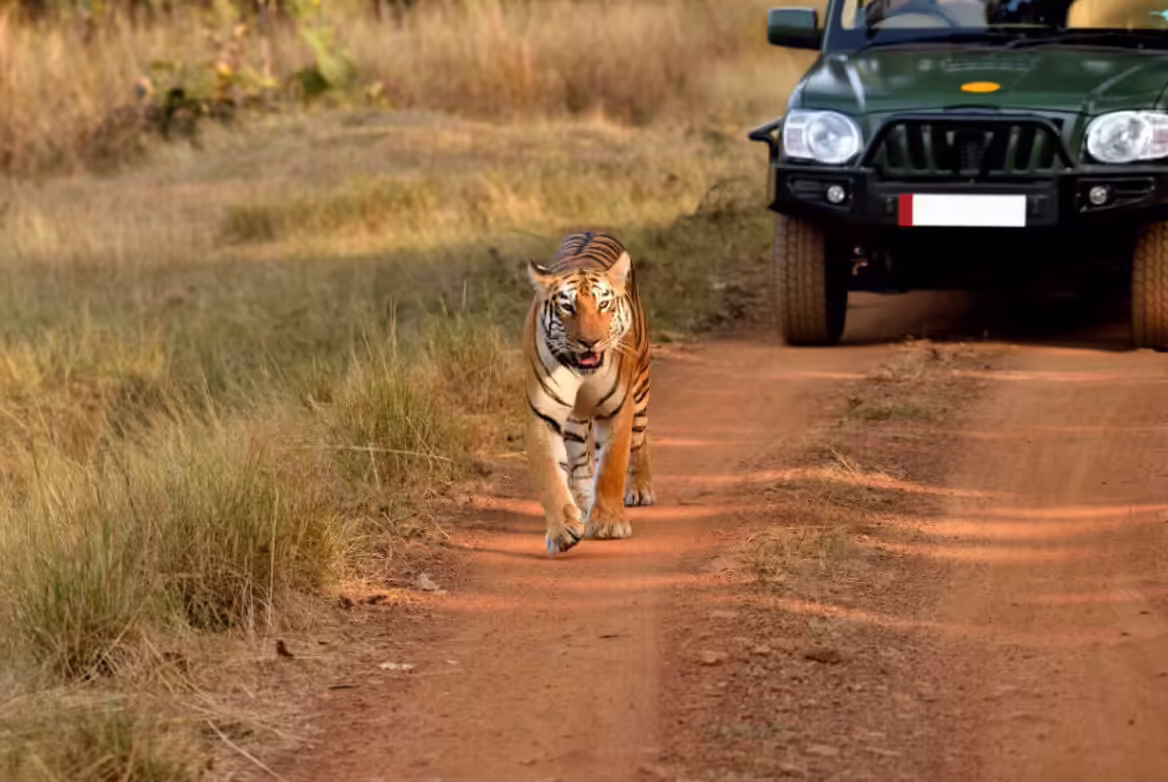 Serenity&Safari Uttrakhand