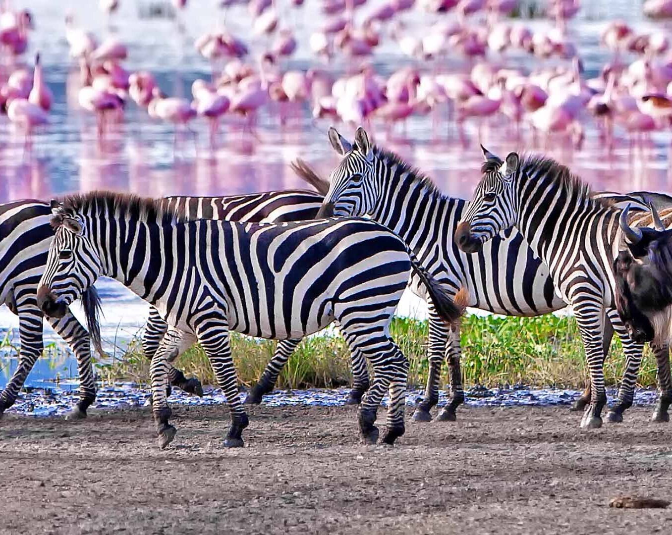 Tanzania Treasures